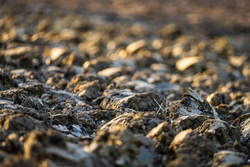 Terre agricole labourée à la sortie de l'hiver, Alsace, France