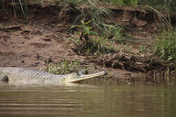 Gharial Asian Crocodile laying at muddy river side in shallow water