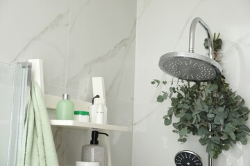 Branches with green eucalyptus leaves in shower