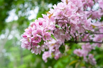 Tree branch with beautiful pink flowers outdoors, closeup