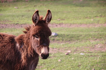 Fototapeta premium Donkey in field of grass close up