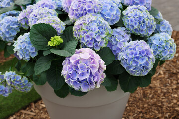 Potted hydrangea plant with beautiful flowers outdoors, closeup