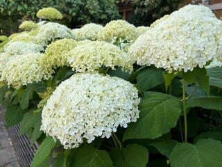 Beautiful hydrangea with blooming white flowers growing outdoors