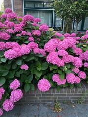 Hortensia plant with beautiful flowers growing outdoors