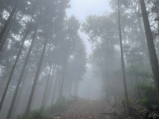 霧が立ち込めて前方が見えない登山道