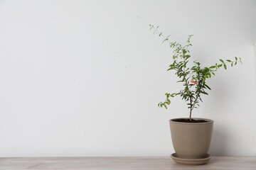 Pomegranate plant with green leaves in pot on wooden table near white wall, space for text
