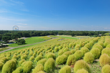 初秋の青空とひたち海浜公園のみはらしの丘。色づき始めたコキア。9月