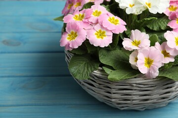 Beautiful primula (primrose) flowers in wicker basket on light blue wooden table, closeup with space for text. Spring blossom