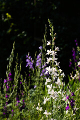 Beautiful blooming forking larkspur with flowers in garden on sunny day, space for text