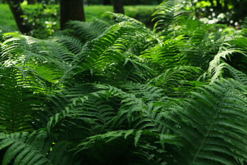 Beautiful fern with lush green leaves growing outdoors