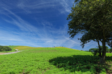 初秋の青空とひたち海浜公園のみはらしの丘。色づき始めたコキア。9月