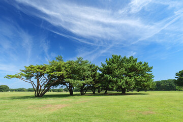 秋の青空と草原　ひたち海浜公園　9月