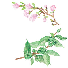 Watercolor hand painted nature composition with green coffee branch leaves and berries, pink magnolia flowers branch set isolated on the white background for card design