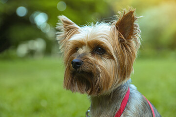 Cute Yorkshire terrier in park, closeup view