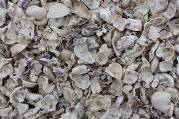 大魚神社　佐賀