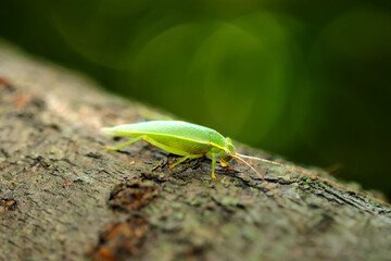 Large green cricket 