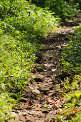 Fototapeta premium Mountain hiking trail lit by the sun in midsummer sunlight. 
