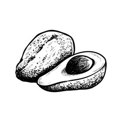 Avocado fruit illustration in a hand-drawn style