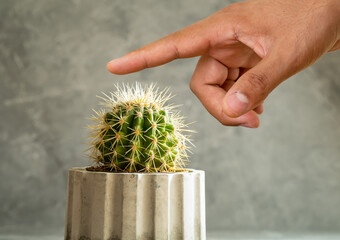 Close up photo of finger touching cactus needle. Concept of tactile or touch sense. As a symbol of masochism. - obrazy, fototapety, plakaty