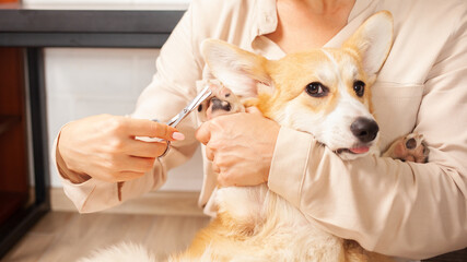 woman cuts hair on paws of corgi, caring for dog, taking care of pets, love. Hygiene.