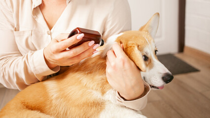 woman drips drops to dog on withers, protection from parasites, fleas and ticks, spring treatment,...