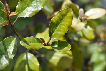 Ebbinges silverberry