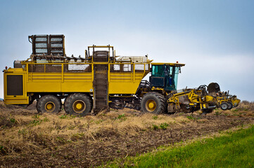 Agricultural vehicle harvesting sugar beet