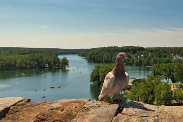 Pigeon on a wall with lake in the background