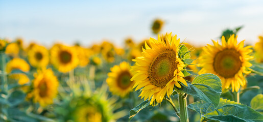 Fototapeta premium A beautiful field of sunflowers against the sky in the evening light of a summer sunset. Sunbeams through the flower field. Natural background. Copy space.
