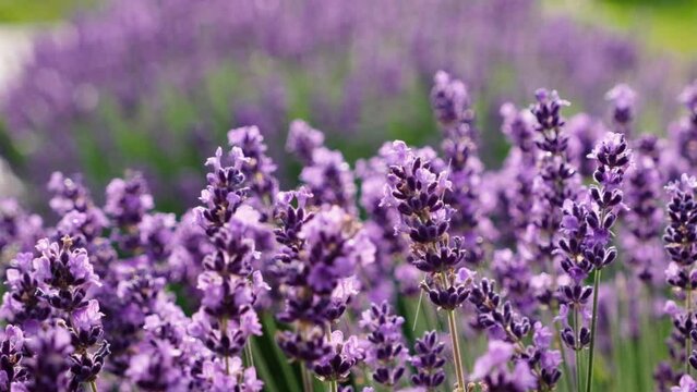 Blooming lavender field during the rain. Drops fall on lavender flowers in slow motion. Focus changes from far to near.