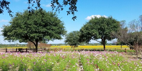 Flower Plant Sky People in nature Natural landscape Petal