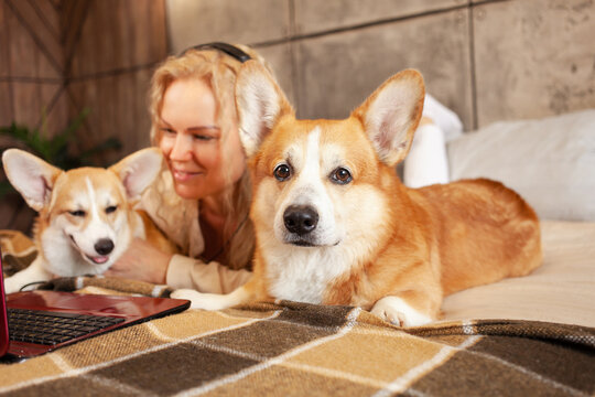 woman uses red laptop, works from home, freelances, watches movie with corgi dogs. Online shopping, communication, commerce.