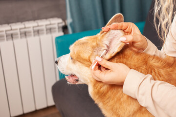 woman cleans ears of corgi dog with cotton swab, hygiene, care and grooming of pets.
