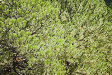 Beautiful pine trees background. Green trees background.