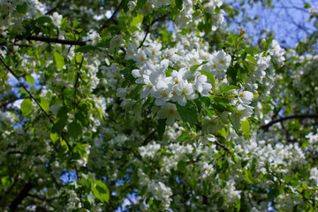 Fototapeta na wymiar Blossoming apple tree