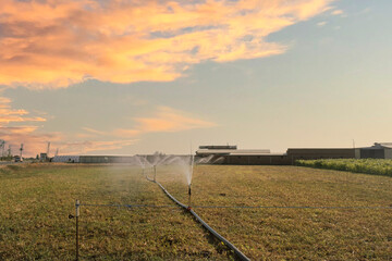 Corn seed sown field being irrigated at sunset. Selected focus irrigation tools
