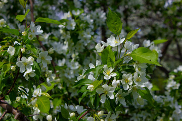 Blossoming apple tree