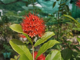 Golden Penda, Expo Gold, Xanthostemon chrysanthus. Yellow flower have many leaves is blur background.