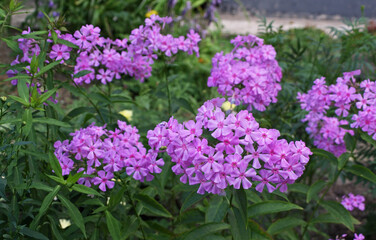 Pink phlox blooming, flower garden