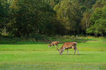 Naklejka na ściany i meble A stag of Scottish red deer eating grass