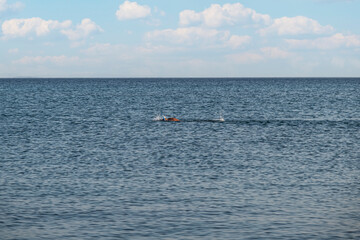 Fototapeta premium the only man swimming in the calm and calm sea. Selective Focus swimmer.