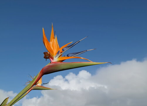 bird of paradise in the sky