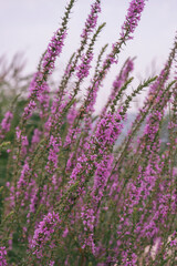 Lythrum anceps, swaying flower by the lake in windy and cloudy weather