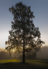 Fototapeta na wymiar tree in the morning