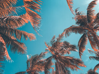 Tropical palm tree background against sunset blue sky. Tropic coast, vintage retro toned and stylized orange coconut palm branch. Summer, travel, recreation, holiday, lifestyle. Bottom up view texture - Powered by Adobe