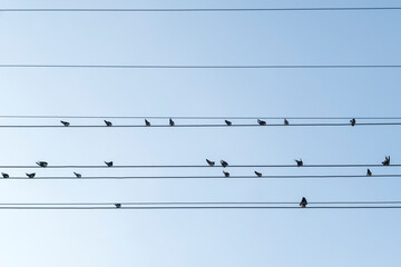 Magpie birds lined up on electrical wires. Selective Focus Birds
