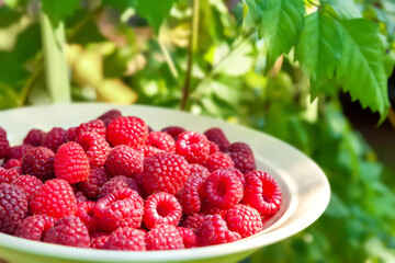 Raspberry berries. Close-up of raspberries in a plate against the backdrop of foliage. Selective focus. Shallow depth of field. Blurred background with bokeh effect