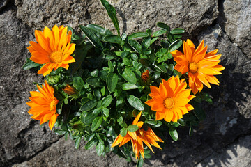 ガザニアのオレンジ色の花