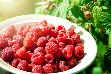 Raspberry berries. Close-up of raspberries in a bowl. Selective focus. Small depth of field. Blurry background with bokeh effect