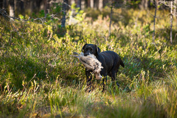 Beautiful Labrador retriever carrying a shot down bird to its owner